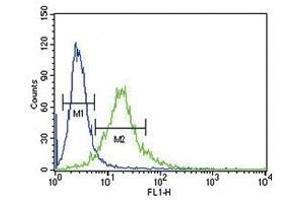 Ku70 antibody flow cytometric analysis of 293 cells (green) compared to a negative control (blue). (XRCC6 抗体  (AA 432-461))