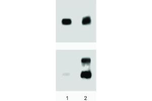 A431 (ATCC CRL-1555) cells were either left untreated (lane 1) or treated (lane 2) with 100 ng/ml EGF for 5 minutes at 37°C. (ERK1/2 抗体  (pThr202))