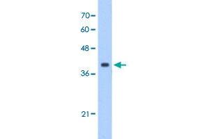 Western Blot analysis of HepG2 cell lysate with EIF3M polyclonal antibody  at 1 ug/mL working concentration. (Eukaryotic Translation Initiation Factor 3, Subunit M (EIF3M) (N-Term) 抗体)