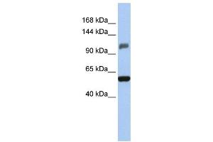 Western Blotting (WB) image for anti-Zinc Finger and SCAN Domain Containing 20 (ZSCAN20) antibody (ABIN2458031) (ZSCAN20 抗体)