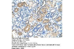 Human kidney (MAFB 抗体  (N-Term))