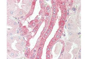Anti-CELF3 antibody IHC staining of human kidney. (CELF3 抗体  (AA 3-32))
