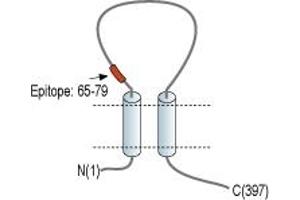 anti-Purinergic Receptor P2x, Ligand-Gated Ion Channel, 3 (P2RX3) (AA 65-79), (Extracellular) antibody