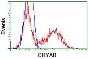 Image no. 4 for anti-Crystallin, alpha B (CRYAB) antibody (ABIN1497644) (CRYAB 抗体)
