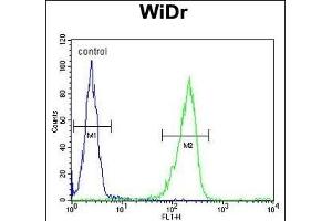 IL31 Antibody (N-term) (ABIN653336 and ABIN2842823) flow cytometric analysis of WiDr cells (right histogram) compared to a negative control (left histogram). (IL-31 抗体  (N-Term))