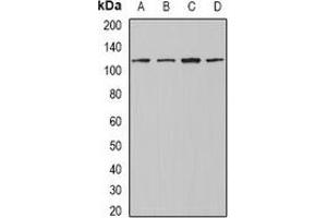 Western blot analysis of INTS4 expression in Jurkat (A), A549 (B), mouse testis (C), mouse heart (D) whole cell lysates. (INTS4 抗体)