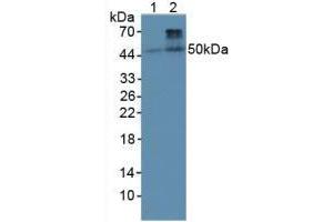 Western blot analysis of (1) Rat Heart Tissue and (2) Rat Skeletal Muscle Tissue. (BMP4 抗体  (AA 22-408))