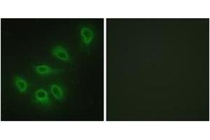 Immunofluorescence (IF) image for anti-Nitric Oxide Synthase 3 (Endothelial Cell) (NOS3) (AA 1145-1194) antibody (ABIN2888911) (ENOS 抗体  (AA 1145-1194))