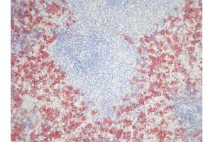 Image no. 3 for anti-Macrophages antibody (ABIN481694) (Macrophages 抗体)