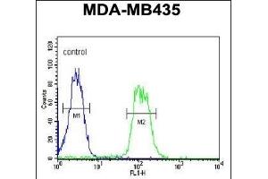 ATHL1 Antibody (C-term) (ABIN1881084 and ABIN2840111) flow cytometric analysis of MDA-M cells (right histogram) compared to a negative control cell (left histogram). (ATHL1 抗体  (C-Term))