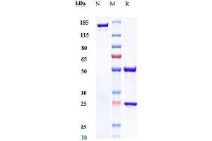 Anti-NKG2A / CD159a Reference Antibody (monalizumab) on SDS-PAGE under reducing (R) condition. (Recombinant NKG2A (Monalizumab Biosimilar) 抗体)