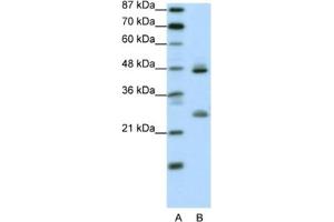 Western Blotting (WB) image for anti-Kruppel-Like Factor 6 (KLF6) antibody (ABIN2461181) (KLF6 抗体)