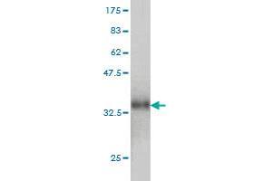 Western Blot detection against Immunogen (33. (CCL14 抗体  (AA 20-93))