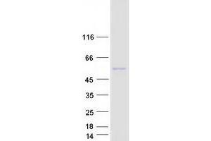 Validation with Western Blot (NIM1 Protein (Myc-DYKDDDDK Tag))