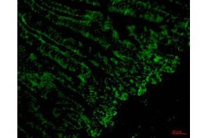 Immunofluorescence (IF) analysis of paraffin-embedded Mouse Colonic tissue. (CD4 抗体)