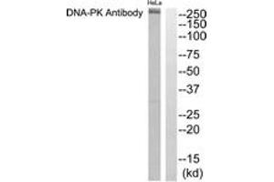 Western blot analysis of extracts from HeLa cells, using DNA-PK Antibody. (PRKDC 抗体  (AA 4061-4110))