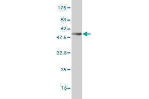 Western Blot detection against Immunogen (49.