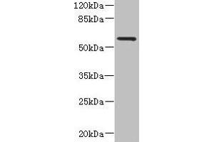 Western blot All lanes: FCRL4 antibody at 6 μg/mL + 293T whole cell lysate Secondary Goat polyclonal to rabbit IgG at 1/10000 dilution Predicted band size: 58, 57 kDa Observed band size: 58 kDa (FCRL4 抗体  (AA 20-387))