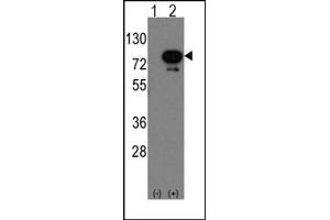 Image no. 1 for anti-Deformed Epidermal Autoregulatory Factor 1 (Drosophila) (DEAF1) (C-Term) antibody (ABIN357840) (DEAF1 抗体  (C-Term))