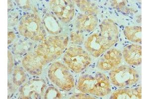 Immunohistochemistry of paraffin-embedded human kidney tissue using ABIN7156772 at dilution of 1:100