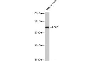 Western blot analysis of extracts of Mouse brain using LCAT Polyclonal Antibody at dilution of 1:3000. (LCAT 抗体)