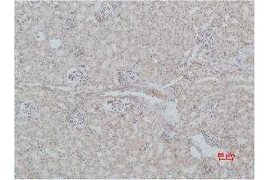 Immunohistochemistry (IHC) analysis of paraffin-embedded Mouse Kidney Tissue using Mas1 Polyclonal Antibody. (MAS1 抗体)