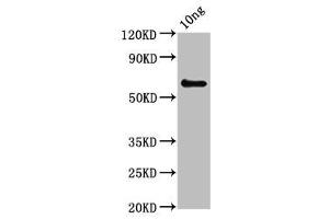 Western Blot Positive WB detected in Recombinant protein All lanes: pepP antibody at 3. (PepP (AA 1-354) 抗体)