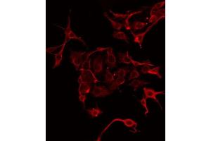 ABIN6275893 staining Hela by IF/ICC. (CPA1 抗体  (Internal Region))