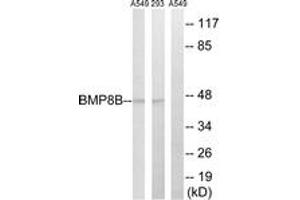 Western blot analysis of extracts from 293/A549 cells, using BMP8B Antibody. (BMP8B 抗体  (AA 261-310))