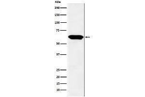 Western blot analysis of E2F4 expression in Raji cell lysate.