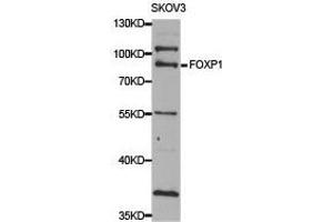 Western Blotting (WB) image for anti-Forkhead Box P1 (FOXP1) antibody (ABIN1876460) (FOXP1 抗体)