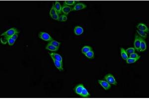 Immunofluorescent analysis of HepG2 cells using ABIN7152184 at dilution of 1:100 and Alexa Fluor 488-congugated AffiniPure Goat Anti-Rabbit IgG(H+L) (EIF4E 抗体  (AA 2-217))