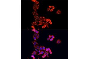 Immunofluorescence analysis of HeLa cells using CYCS antibody.