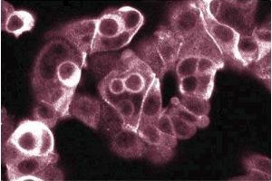 Immunofluorescence staining of MCF7 cells (Human breast adenocarcinoma, ATCC HTB-22). (Phospholipase C gamma 1 抗体  (AA 82-100))