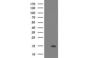 Image no. 1 for anti-Polymerase (RNA) II (DNA Directed) Polypeptide J2 (POLR2J2) antibody (ABIN1500338) (POLR2J2 抗体)