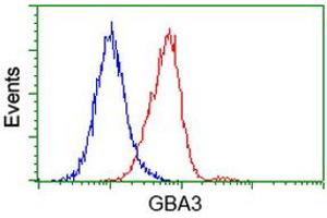 Flow Cytometry (FACS) image for anti-Glucosidase, Beta, Acid 3 (Cytosolic) (GBA3) (AA 1-150), (AA 370-469) antibody (ABIN1490585)