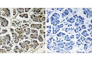 Peptide - +Immunohistochemistry analysis of paraffin-embedded human pancreas tissue using ATP5G2 antibody. (ATP5G2 抗体)