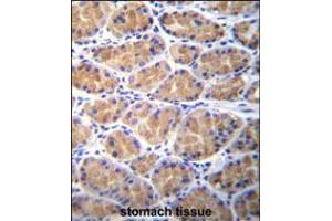 TOR2A Antibody immunohistochemistry analysis in formalin fixed and paraffin embedded human stomach tissue followed by peroxidase conjugation of the secondary antibody and DAB staining. (TOR2A 抗体  (AA 194-221))