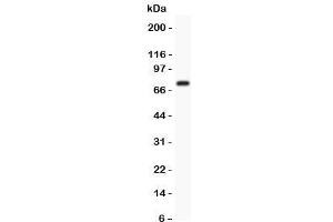 Western blot testing of Kv4. (KCND3 抗体  (AA 1-177))