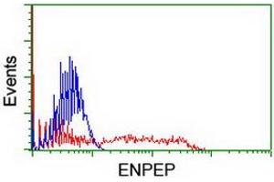 HEK293T cells transfected with either RC210521 overexpress plasmid (Red) or empty vector control plasmid (Blue) were immunostained by anti-ENPEP antibody (ABIN2455283), and then analyzed by flow cytometry. (ENPEP 抗体)