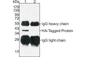 Western Blotting (WB) image for anti-HA-Tag antibody (ABIN1107479) (HA-Tag 抗体)