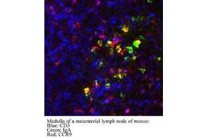 Image no. 1 for anti-Chemokine (C-C Motif) Receptor 9 (CCR9) (AA 3-22) antibody (ABIN1042586) (CCR9 抗体  (AA 3-22))