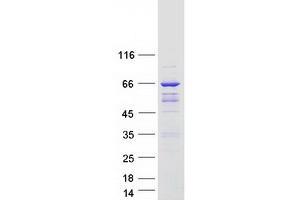 ARHGAP9 Protein (Transcript Variant 3) (Myc-DYKDDDDK Tag)