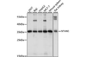 Western blot analysis of extracts of various cell lines, using NT antibody (ABIN7268787) at 1:1000 dilution. (NTAN1 抗体  (AA 1-310))