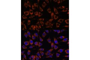 Immunofluorescence (IF) image for anti-Coiled-Coil Domain Containing 47 (CCDC47) (AA 224-483) antibody (ABIN7266438)