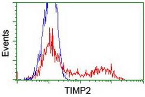 HEK293T cells transfected with either RC209796 overexpress plasmid (Red) or empty vector control plasmid (Blue) were immunostained by anti-TIMP2 antibody (ABIN2455390), and then analyzed by flow cytometry. (TIMP2 抗体)