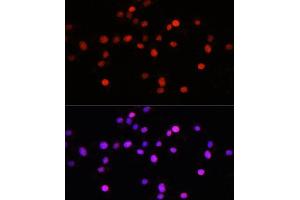Immunofluorescence analysis of L929 cells using KLF8 antibody (ABIN7268158) at dilution of 1:100. (KLF8 抗体  (AA 210-280))