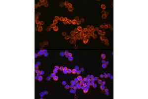 Immunofluorescence analysis of U937 cells using CD36/SR-B3 Rabbit pAb (ABIN7266189) at dilution of 1:150 (40x lens).