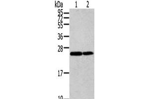 Western Blot analysis of Jurkat and Hela cells using RAN Polyclonal Antibody at dilution of 1/200 (RAN 抗体)