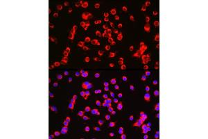 Immunofluorescence (IF) image for anti-Catenin (Cadherin-Associated Protein), alpha 2 (CTNNA2) (AA 150-300) antibody (ABIN7266134)